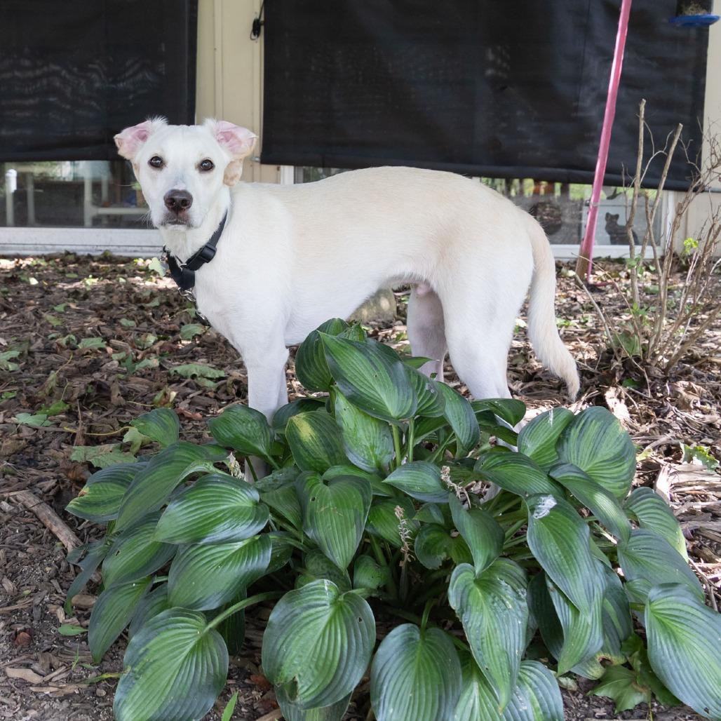Enlarge Yetti, a Adoptable mixed breed in McKean, PA image 2/6