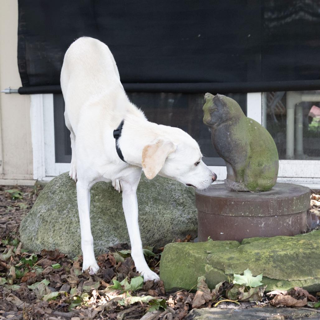 Enlarge Yetti, a Adoptable mixed breed in McKean, PA image 3/6