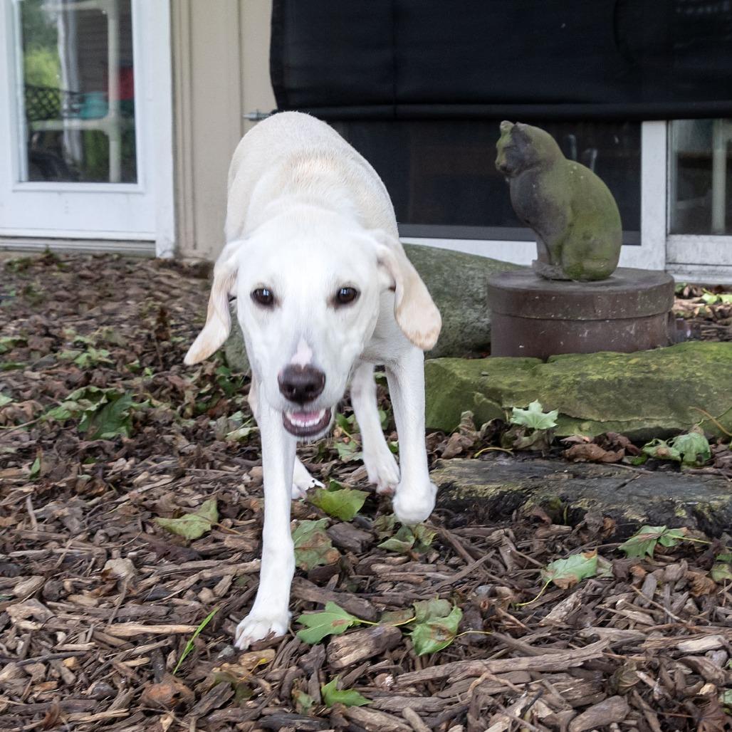 Enlarge Yetti, a Adoptable mixed breed in McKean, PA image 4/6