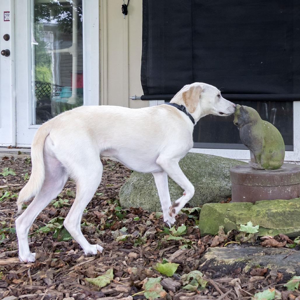 Enlarge Yetti, a Adoptable mixed breed in McKean, PA image 5/6