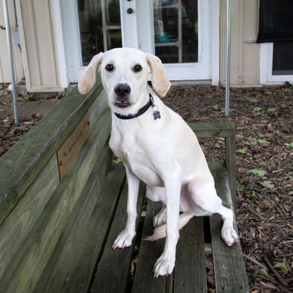 Enlarge Yetti, a Adoptable mixed breed in McKean, PA image 6/6