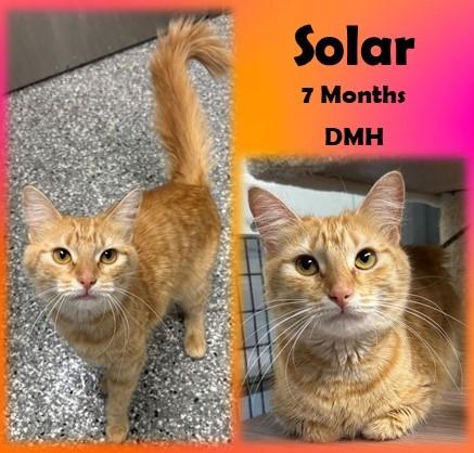 Solar, adopted, Young Female Domestic Medium Hair.