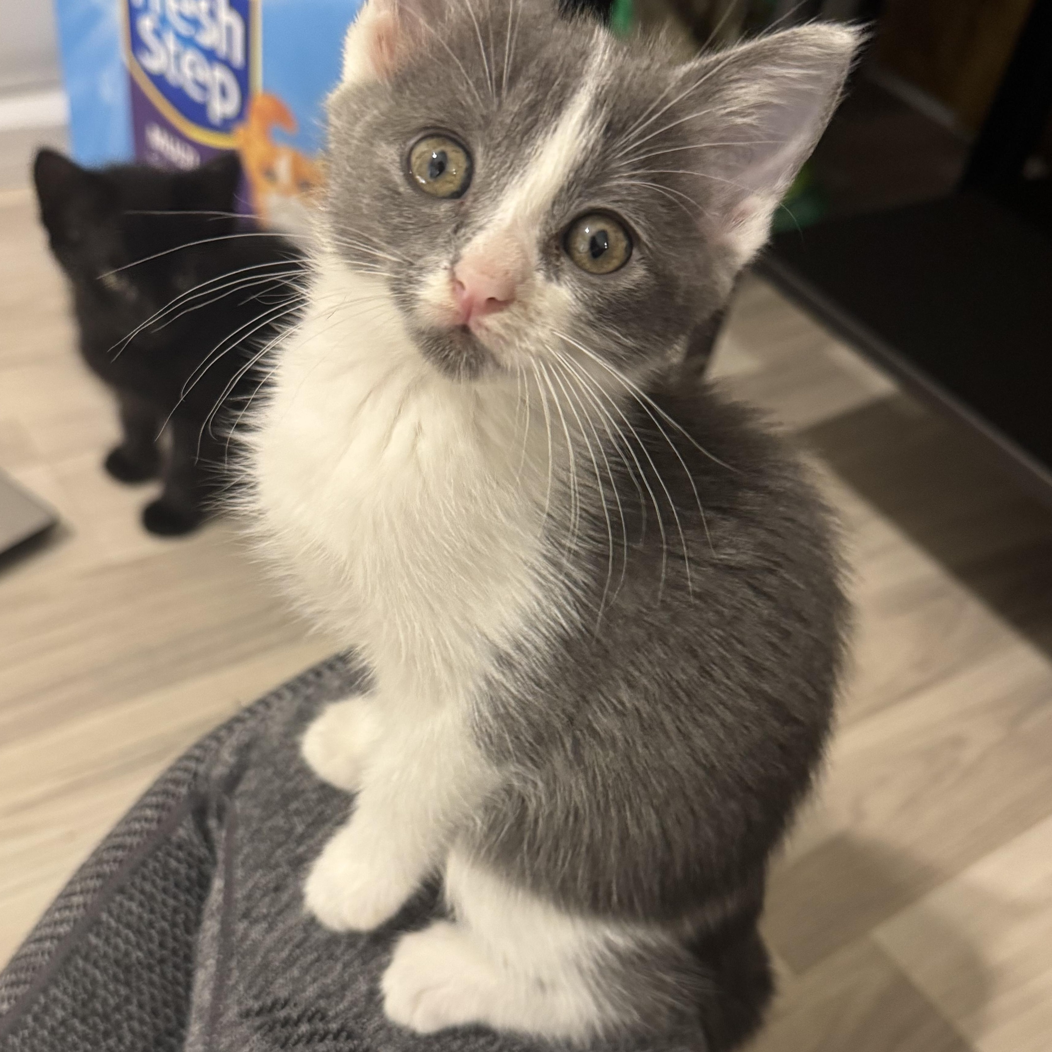 Enlarge Drizzle, a ADOPTABLE American Shorthair in Katy, TX image 1/1