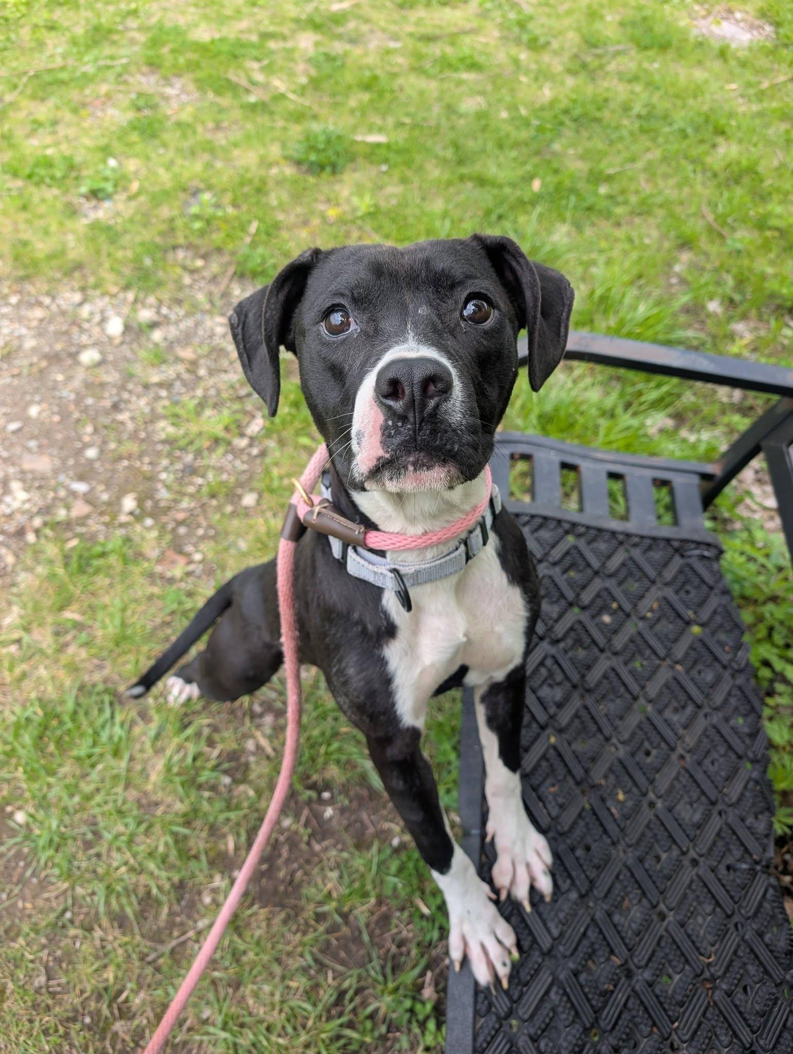 Gizmo, an adopted mixed breed in Cleveland, OH image 5/6