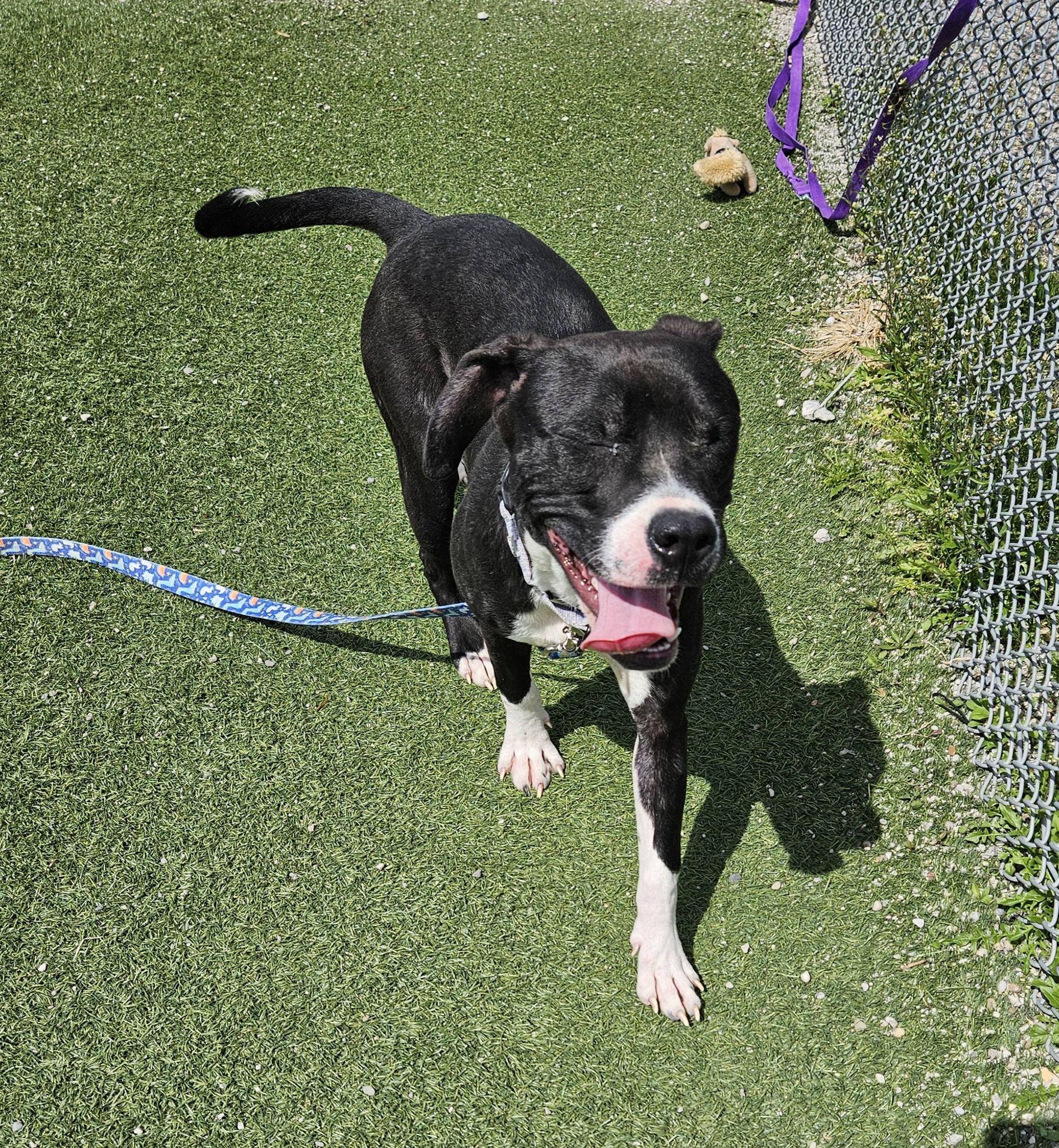 Gizmo, an adopted mixed breed in Cleveland, OH image 3/6