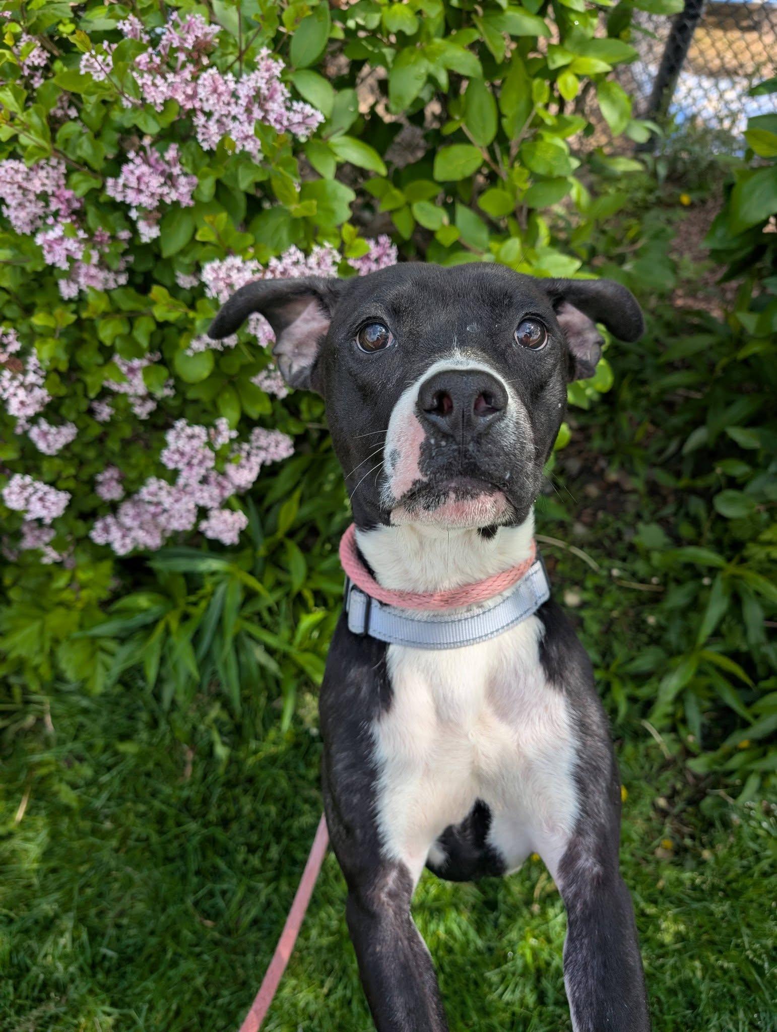 Gizmo, an adopted mixed breed in Cleveland, OH image 1/6