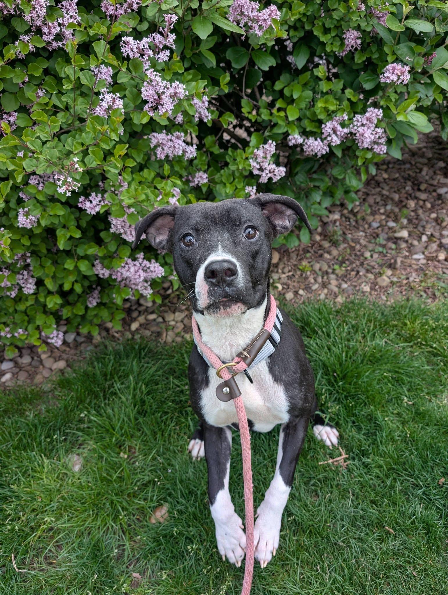 Gizmo, an adopted mixed breed in Cleveland, OH image 4/6
