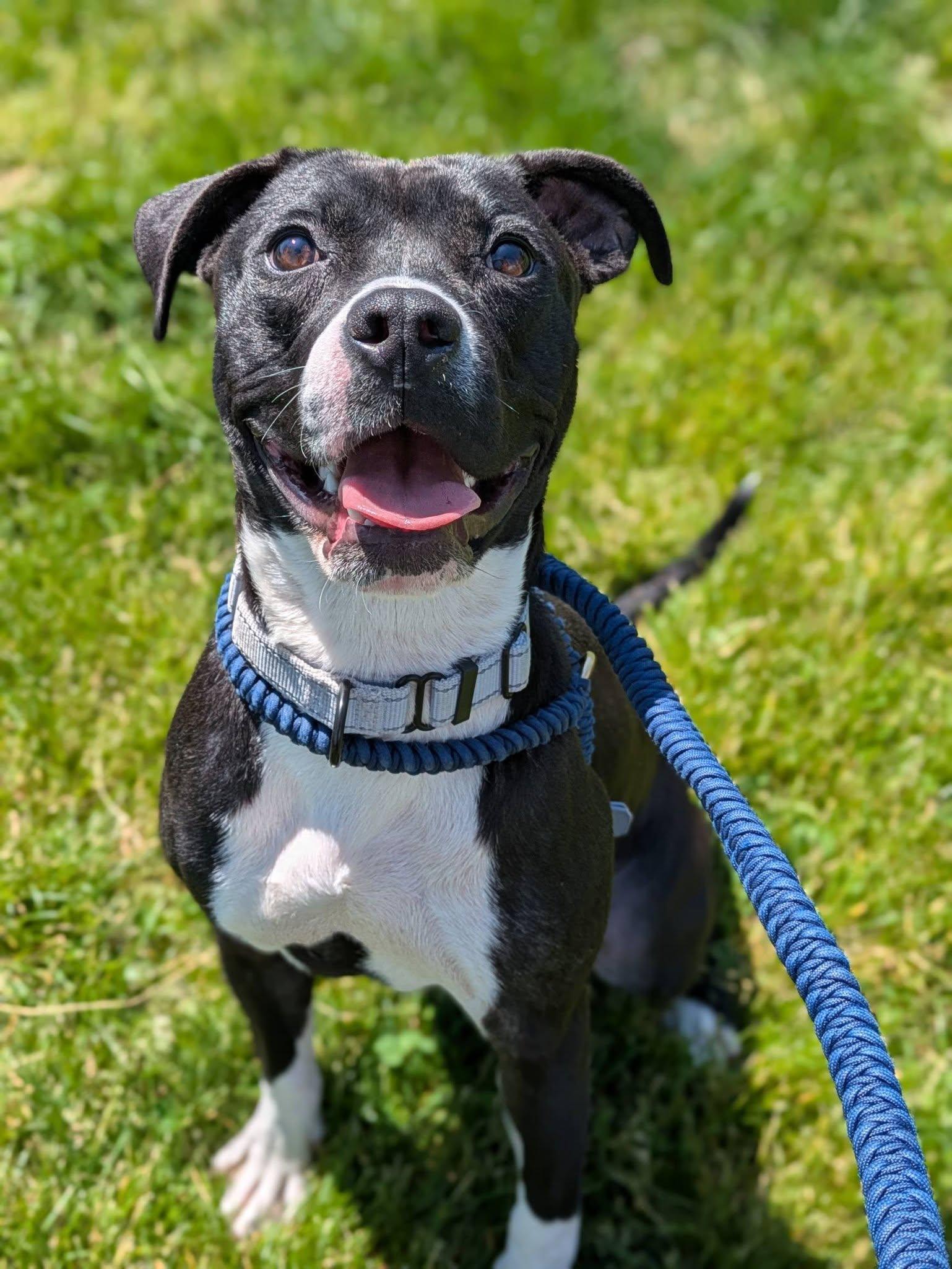 Gizmo, an adopted mixed breed in Cleveland, OH image 6/6