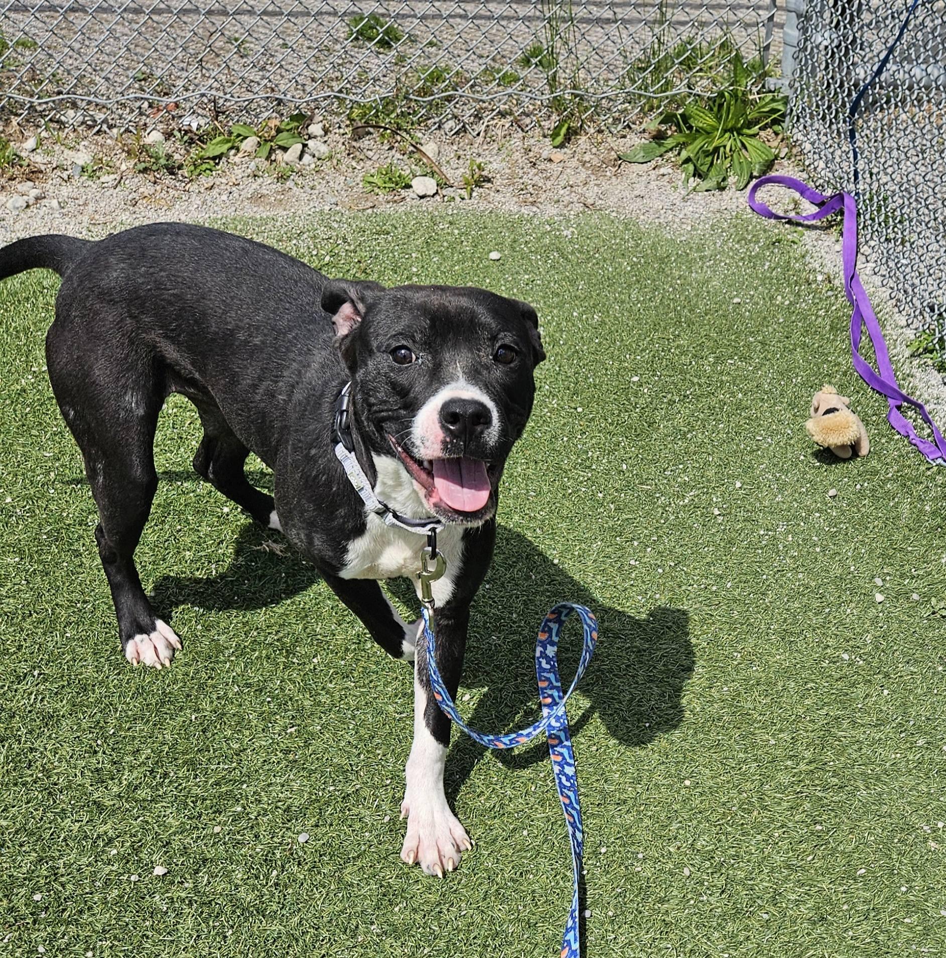 Gizmo, an adopted mixed breed in Cleveland, OH image 2/6