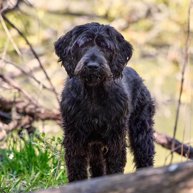 Enlarge Odin, a Adoptable Giant Schnauzer in Chicago, IL image 1/6