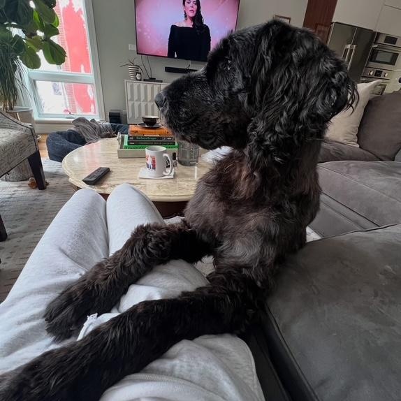 Enlarge Odin, a Adoptable Giant Schnauzer in Chicago, IL image 3/6