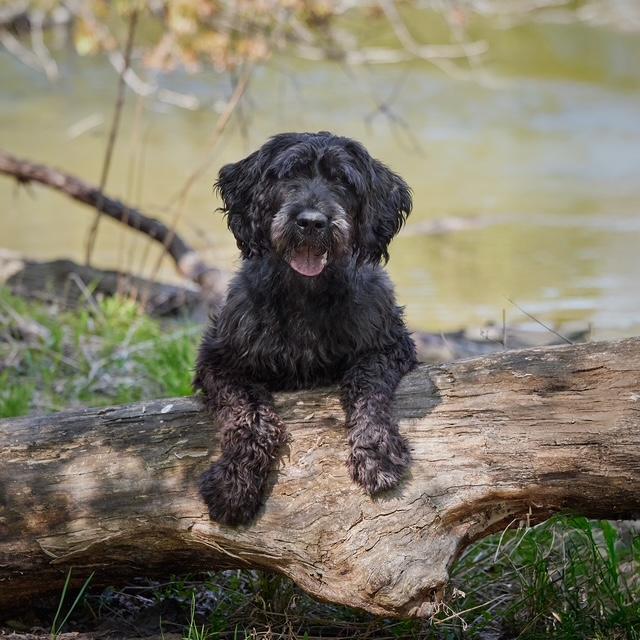 Enlarge Odin, a Adoptable Giant Schnauzer in Chicago, IL image 2/6
