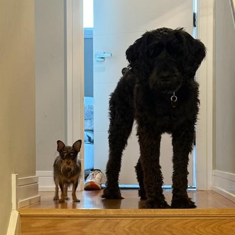 Enlarge Odin, a Adoptable Giant Schnauzer in Chicago, IL image 5/6