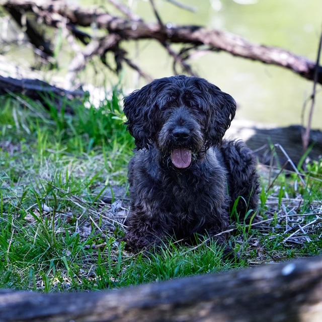 Enlarge Odin, a Adoptable Giant Schnauzer in Chicago, IL image 4/6