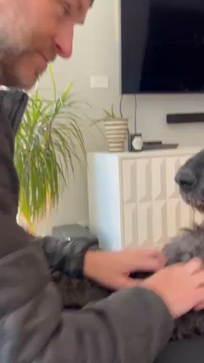 Enlarge Odin, a Adoptable Giant Schnauzer in Chicago, IL video 6/6
