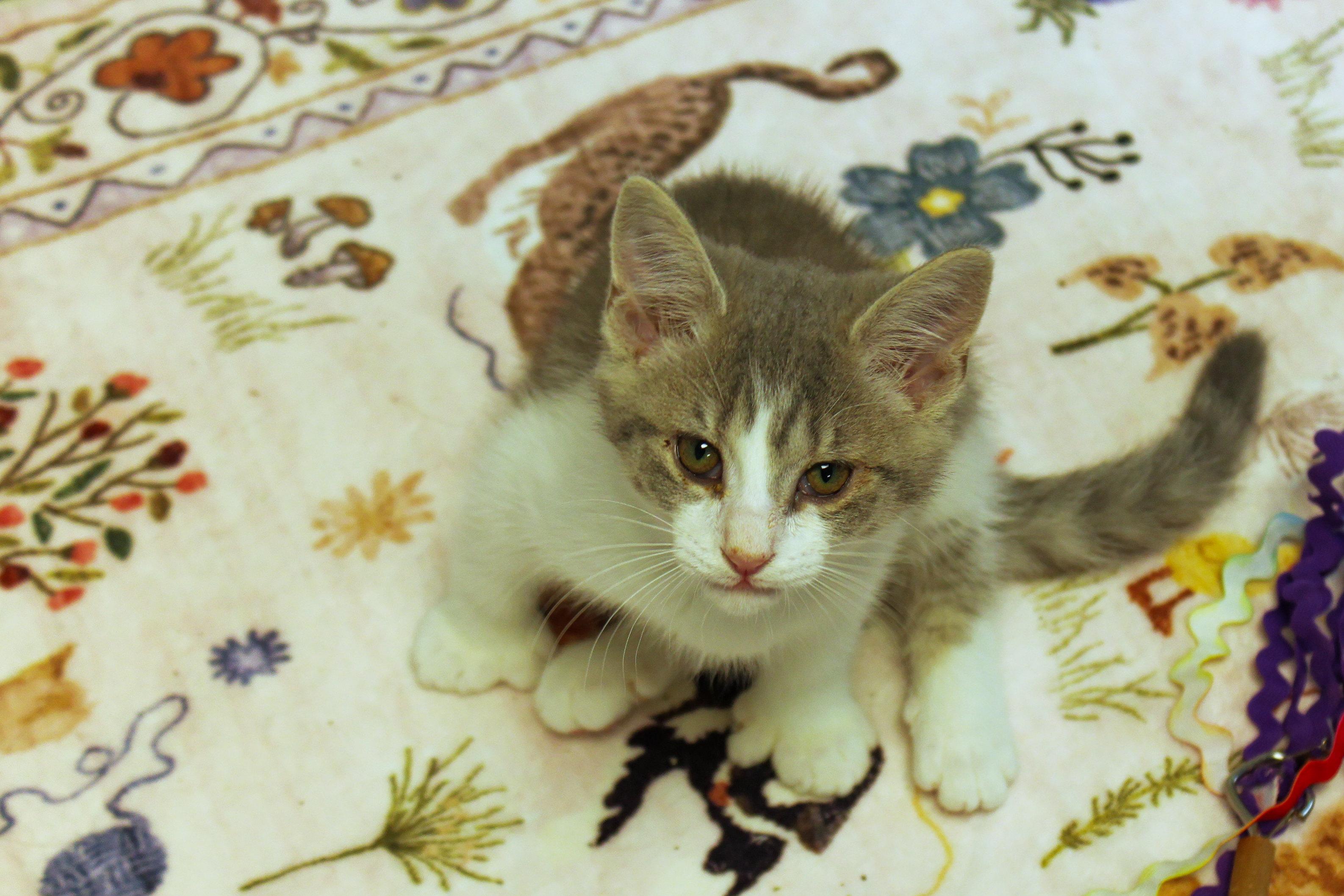 Enlarge Dolly, a Adoptable American Shorthair in Urbana, OH image 2/6