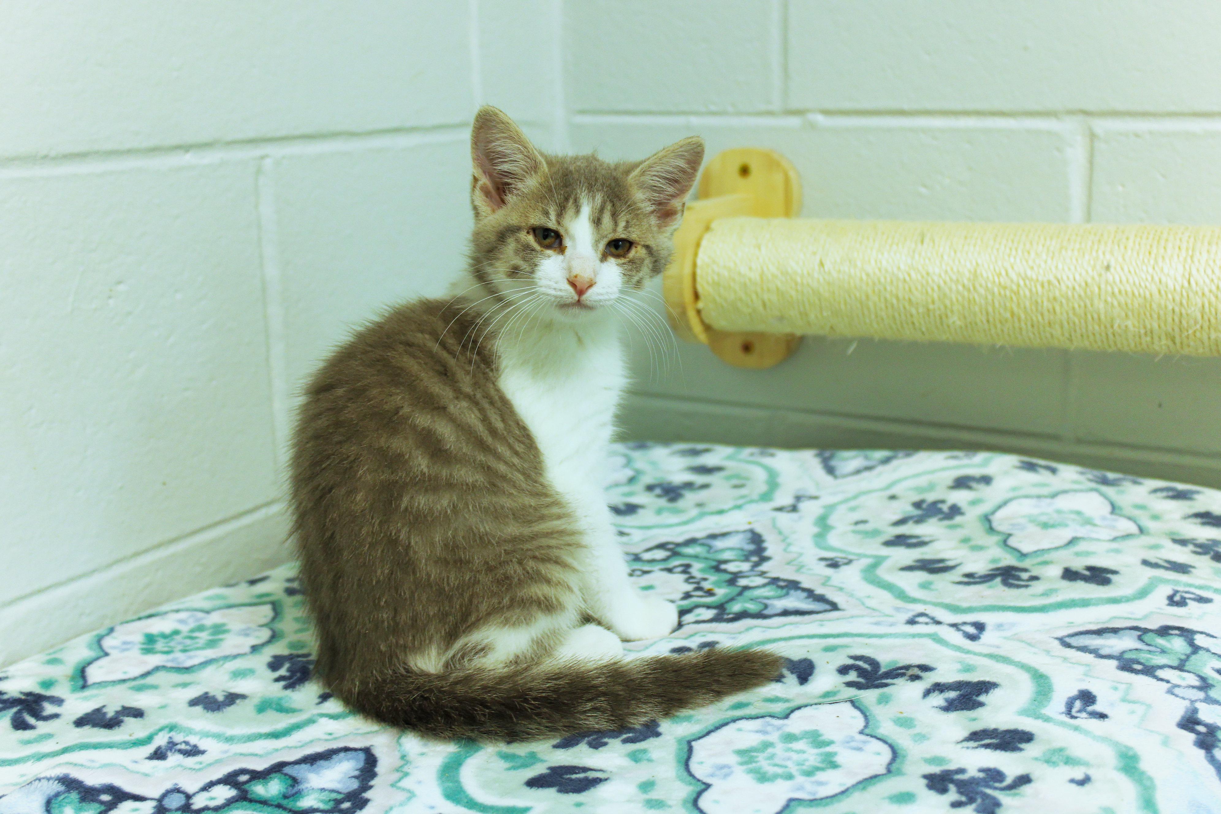 Enlarge Dolly, a Adoptable American Shorthair in Urbana, OH image 1/6