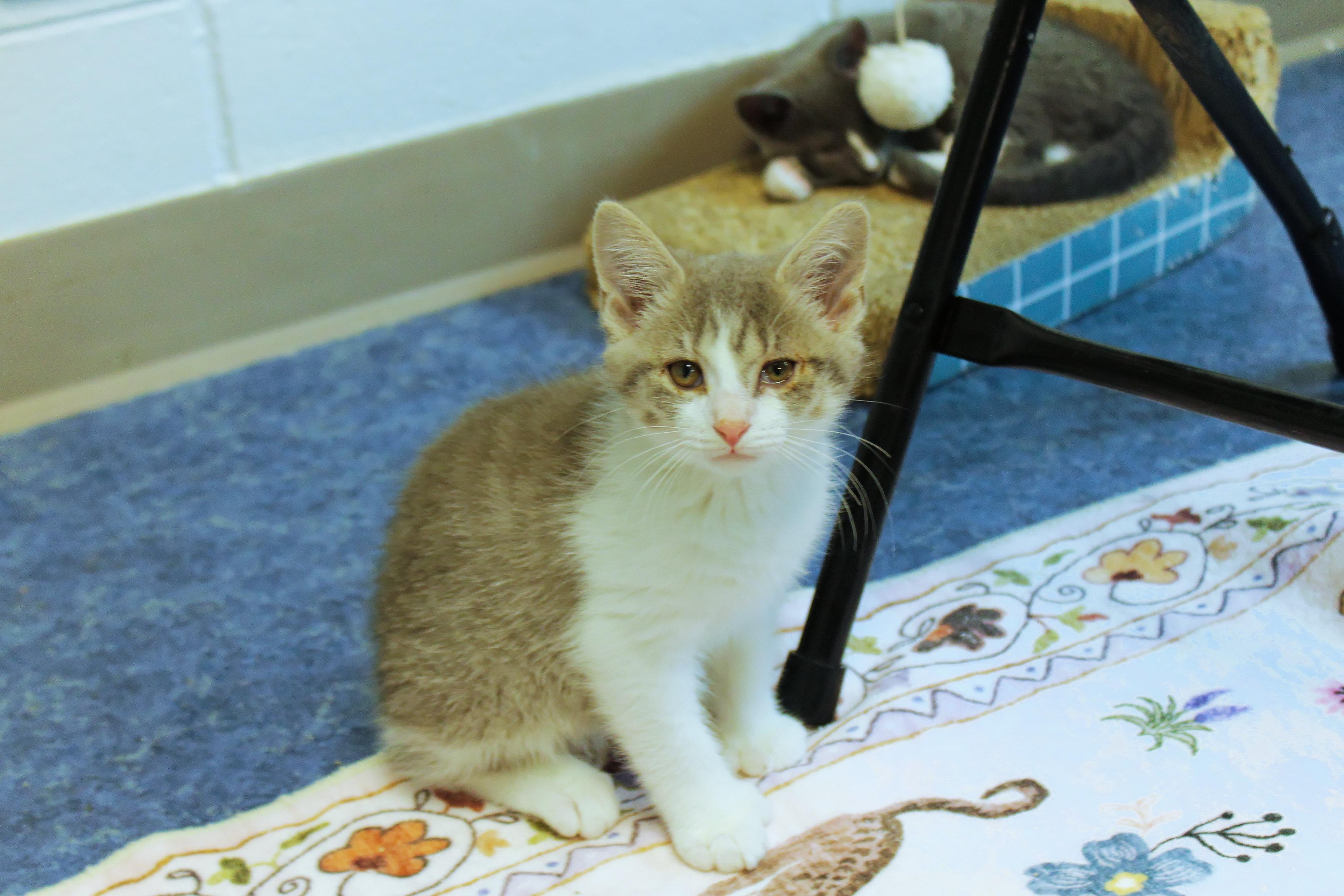 Enlarge Dolly, a Adoptable American Shorthair in Urbana, OH image 4/6