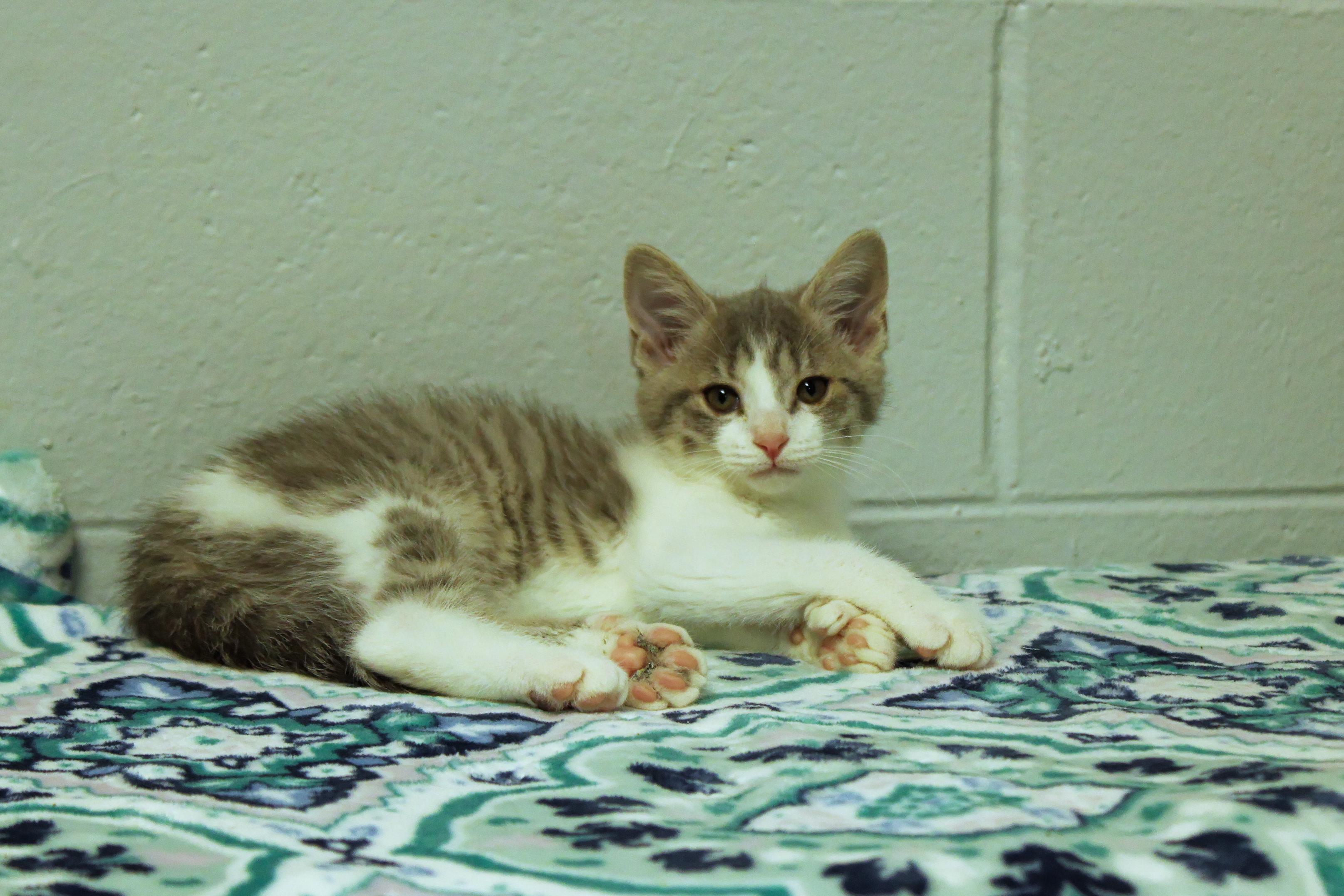 Enlarge Dolly, a Adoptable American Shorthair in Urbana, OH image 3/6
