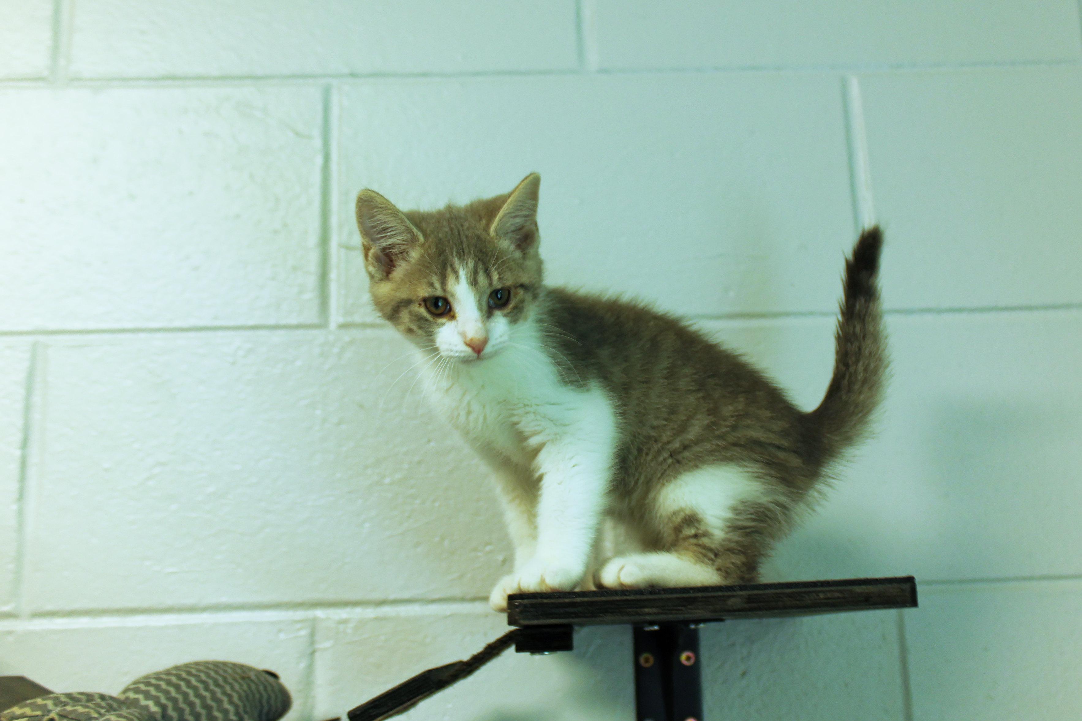 Enlarge Dolly, a Adoptable American Shorthair in Urbana, OH image 5/6
