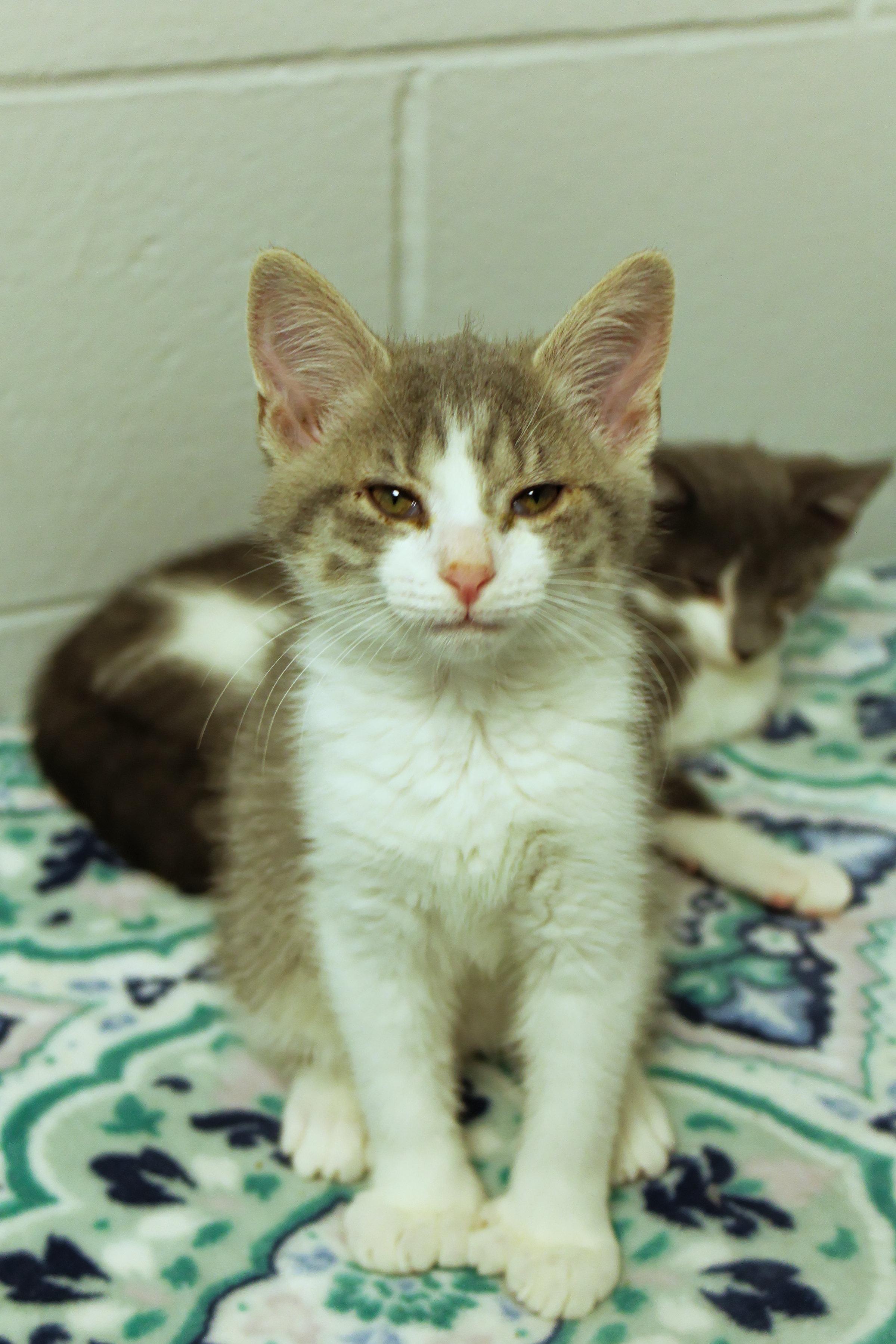 Enlarge Dolly, a Adoptable American Shorthair in Urbana, OH image 6/6