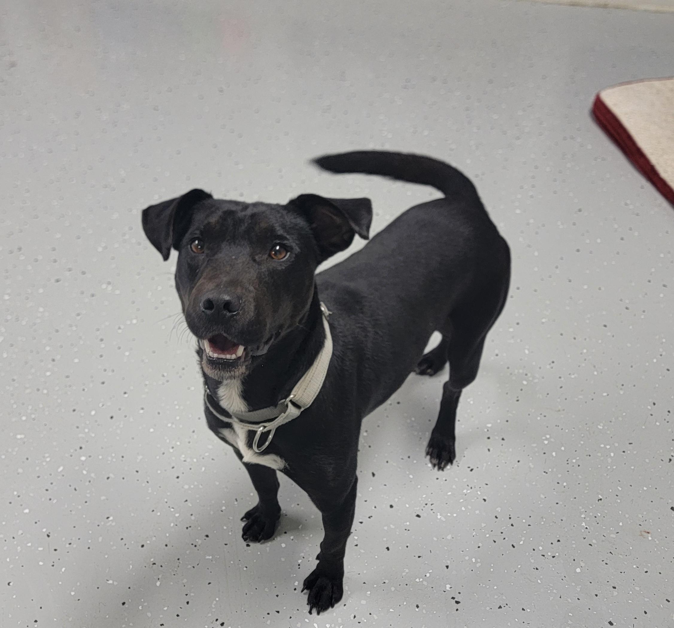 Enlarge Bluey, a Adoptable mixed breed in Salem, OH image 2/2