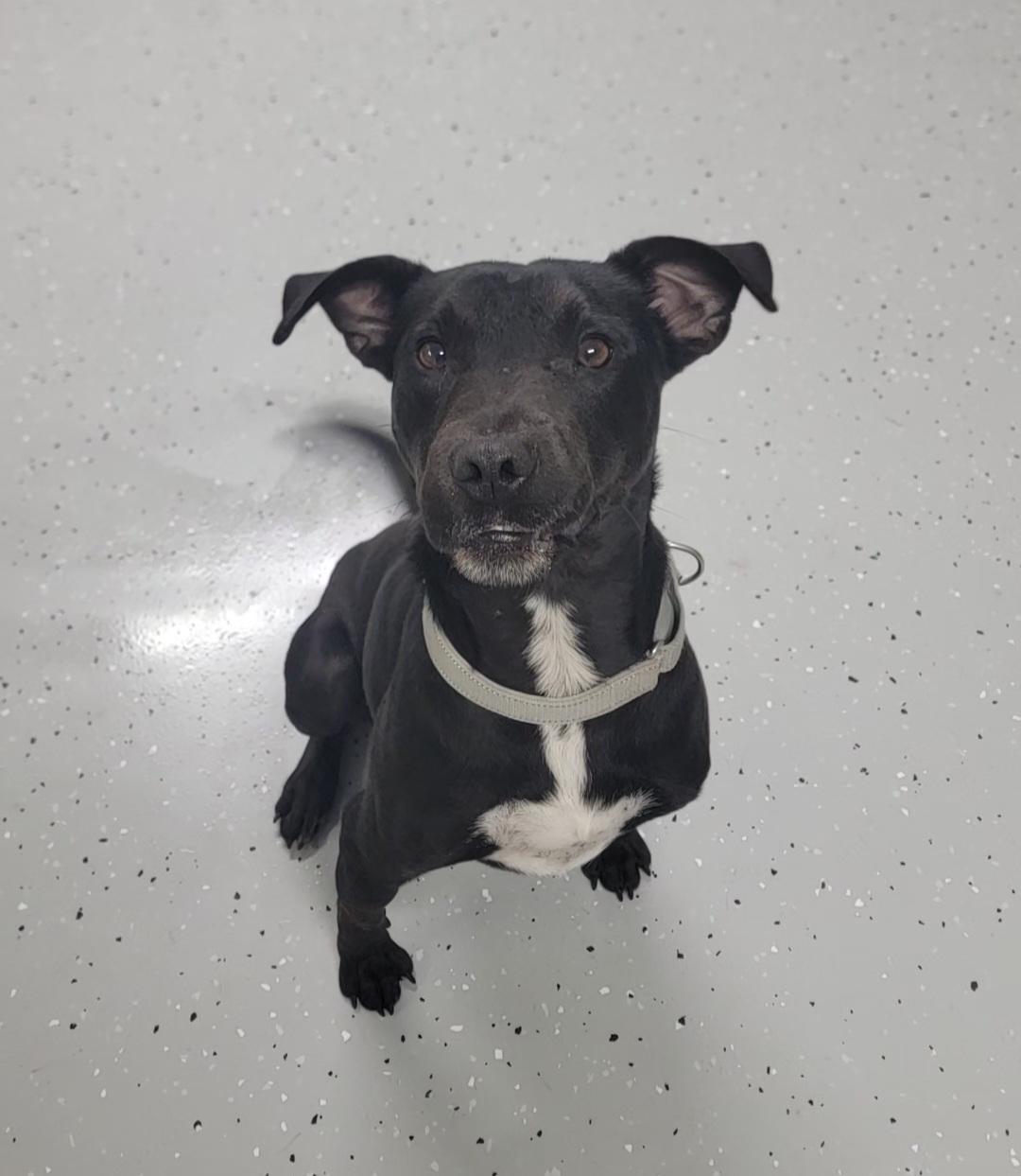 Enlarge Bluey, a Adoptable mixed breed in Salem, OH image 1/2