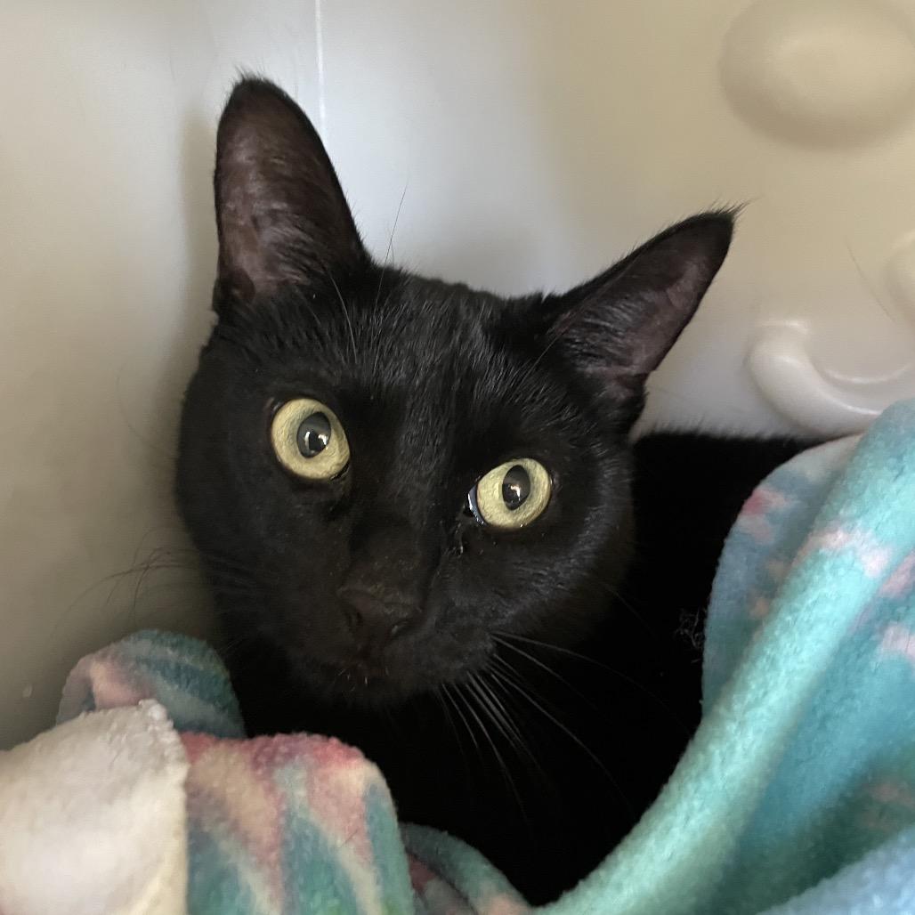 Morgol, Adoptable, Adult Female Domestic Short Hair.