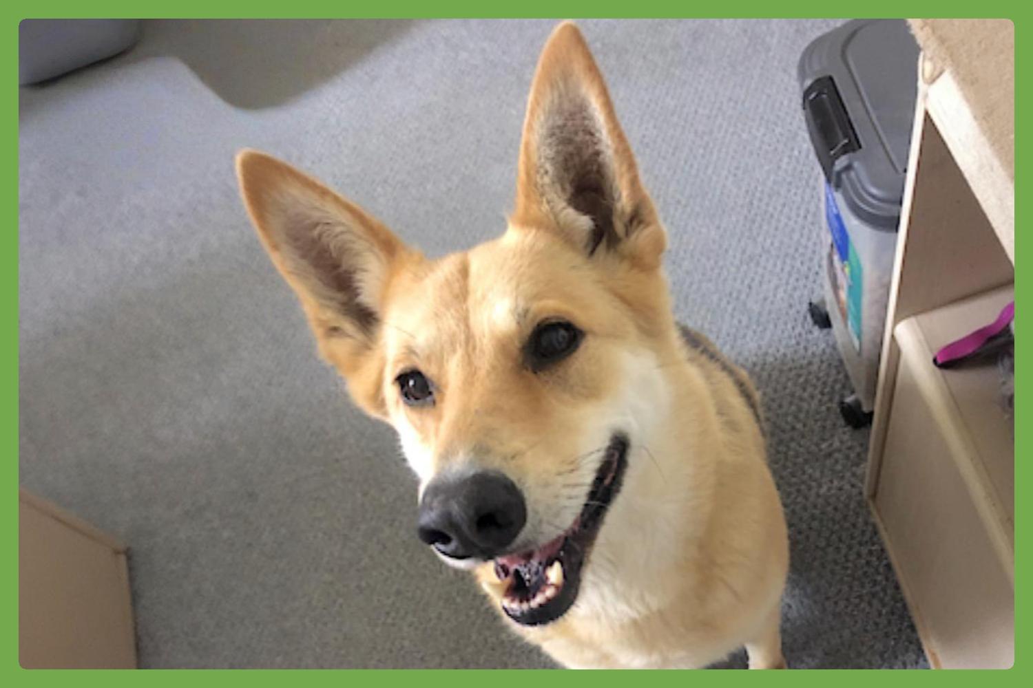 Angel — thumbnail 4