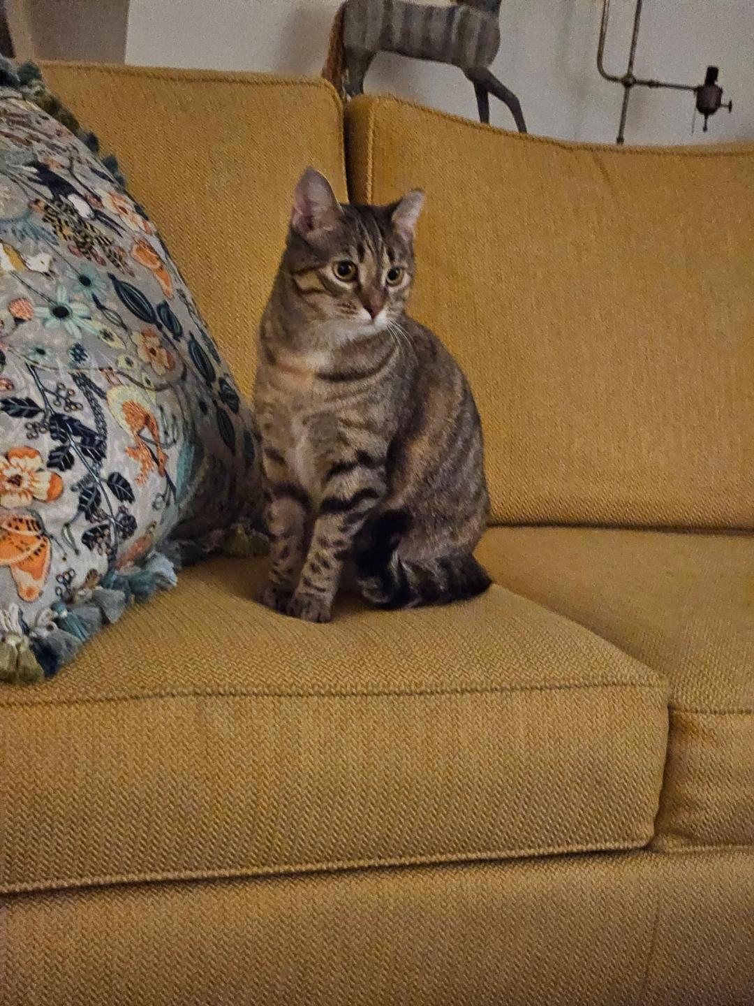 Darlene, ADOPTABLE, Young Female Domestic Short Hair & Tabby.