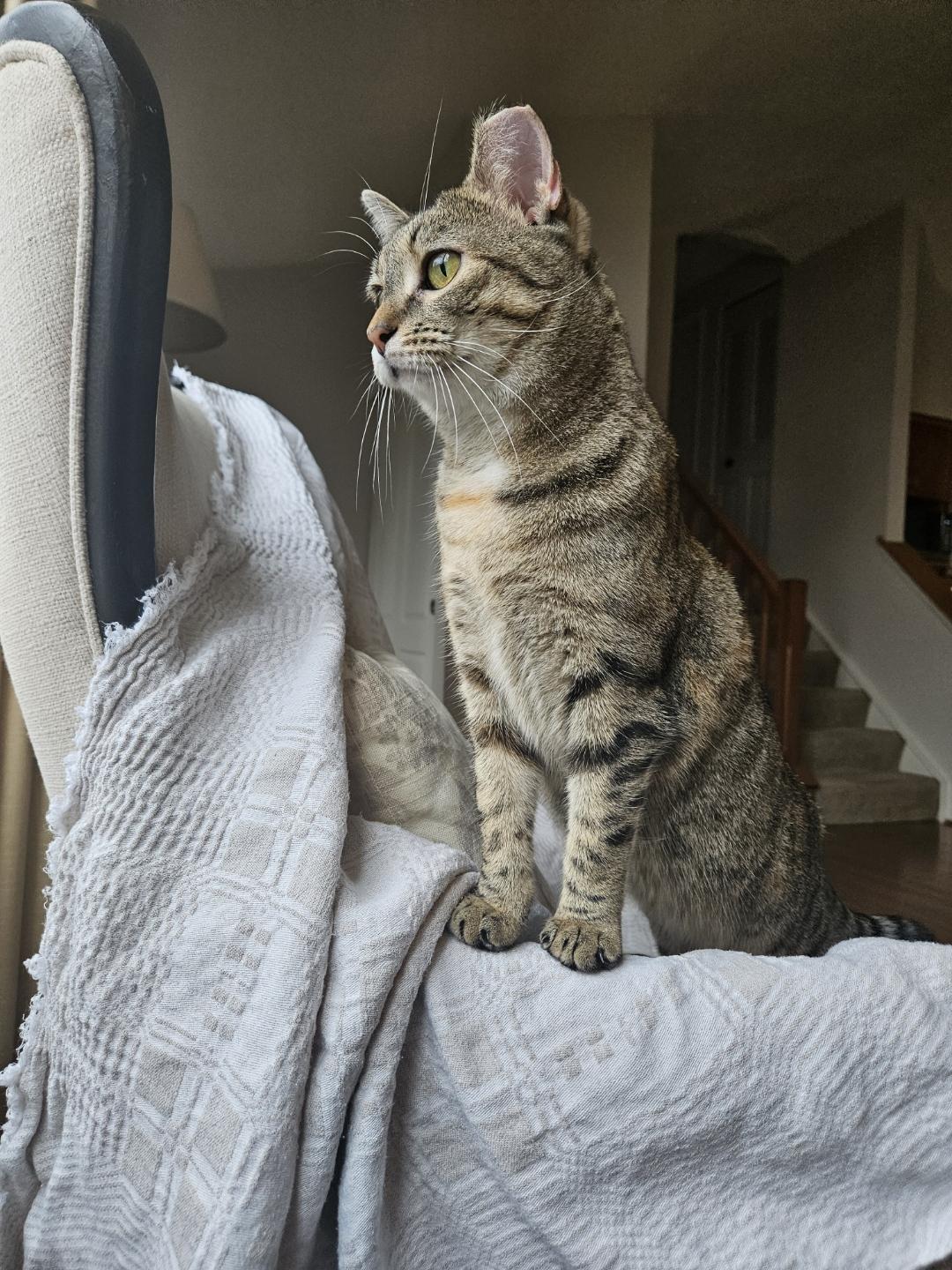 Enlarge Darlene, an adopted mixed breed in Leesburg, VA image 4/5