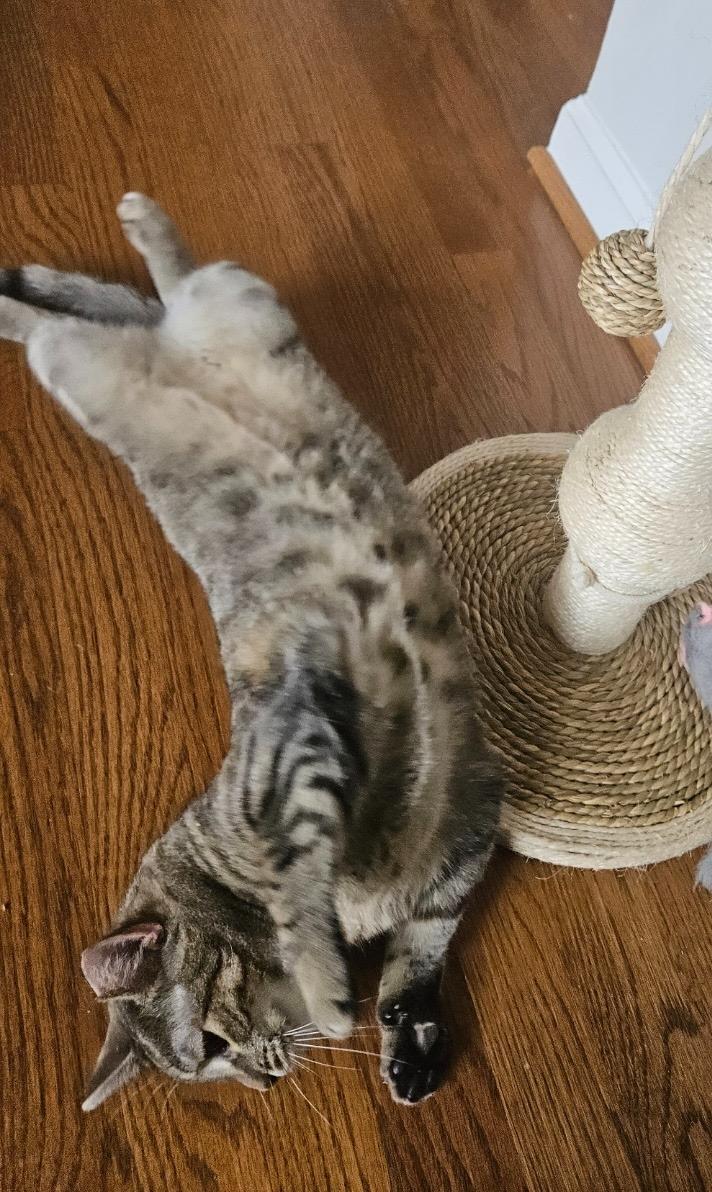 Enlarge Darlene, an adopted mixed breed in Leesburg, VA image 5/5