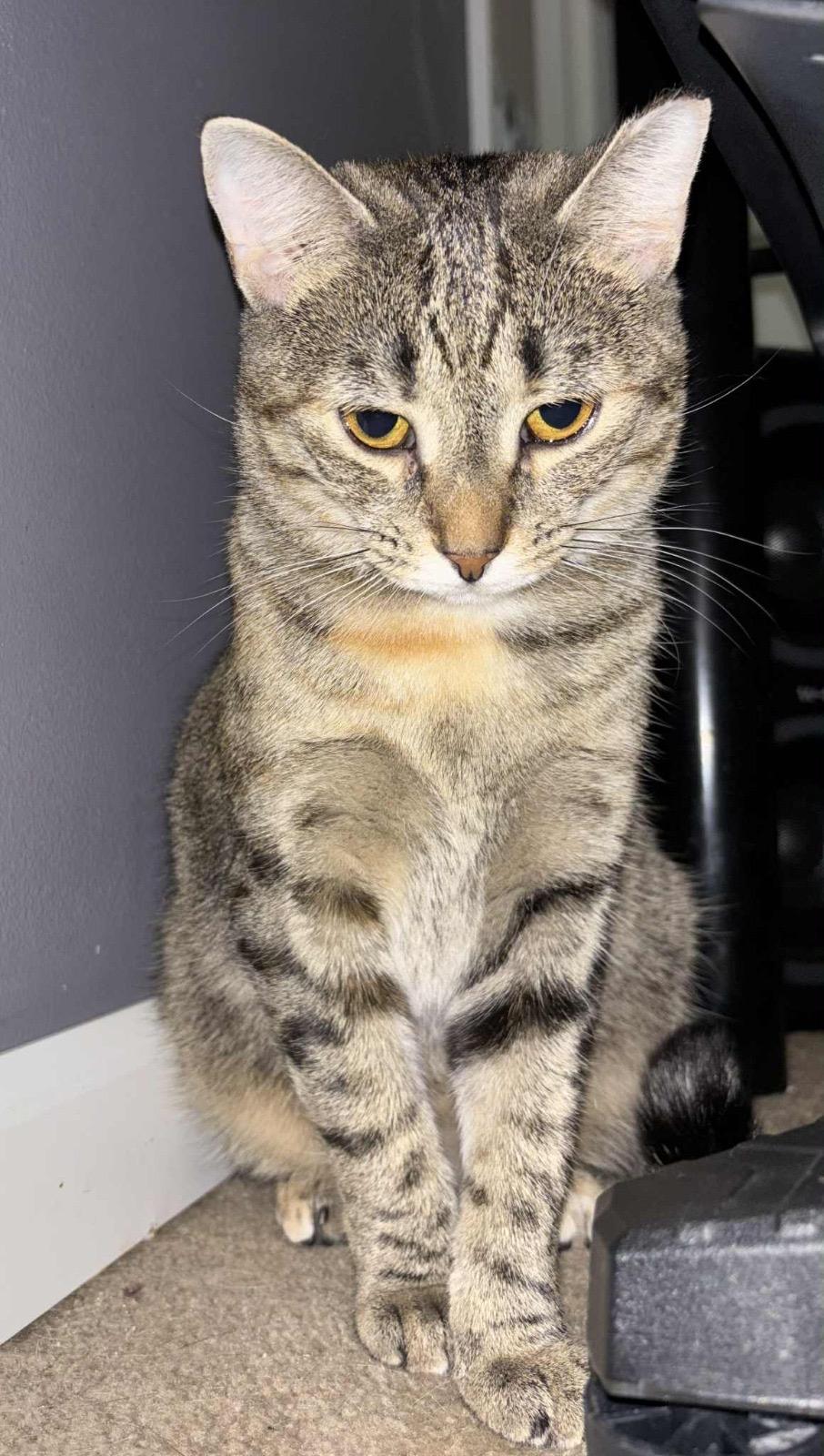 Enlarge Darlene, an adopted mixed breed in Leesburg, VA image 3/5