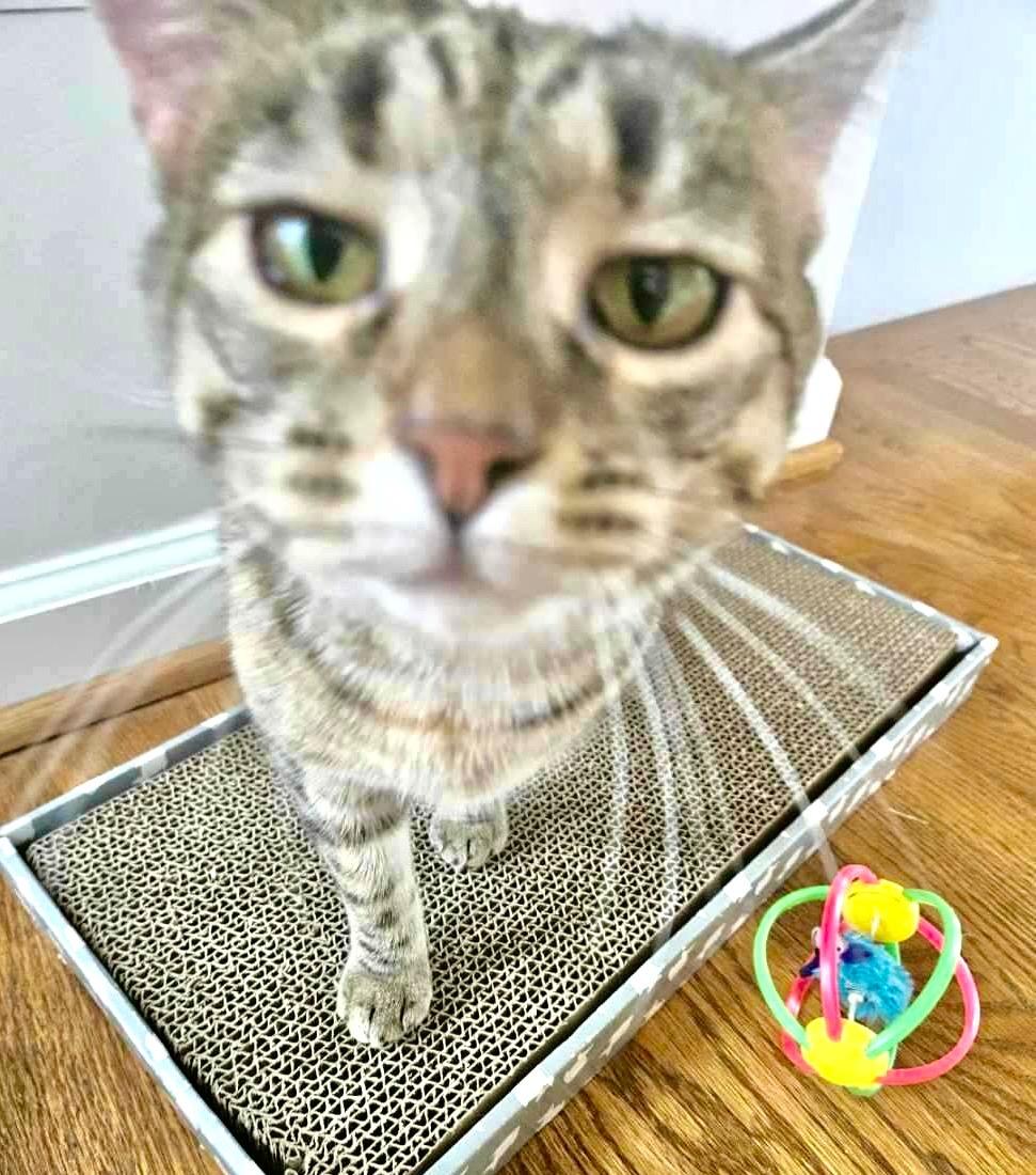 Enlarge Darlene, an adopted mixed breed in Leesburg, VA image 2/5