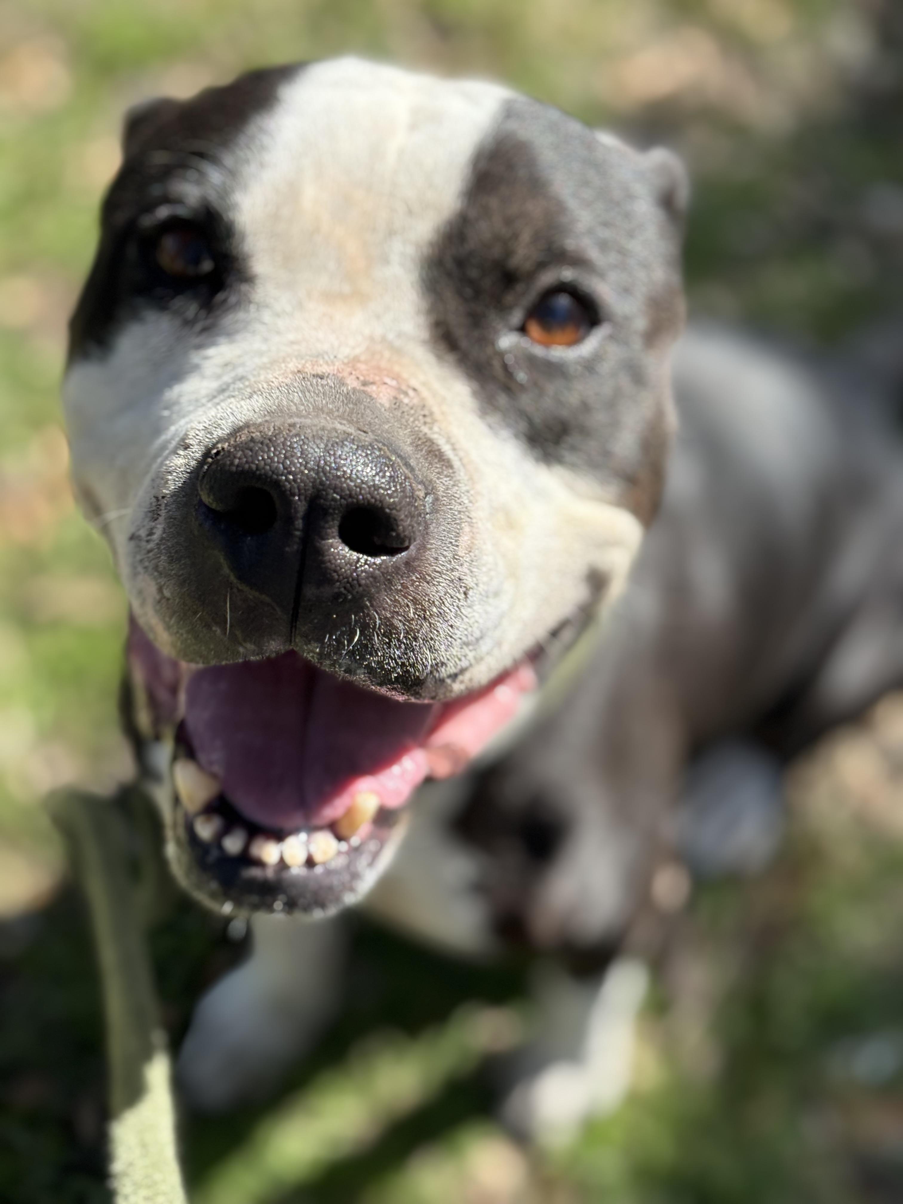 Marilyn, a ADOPTABLE Mixed Breed in Blanco, TX image 5/5