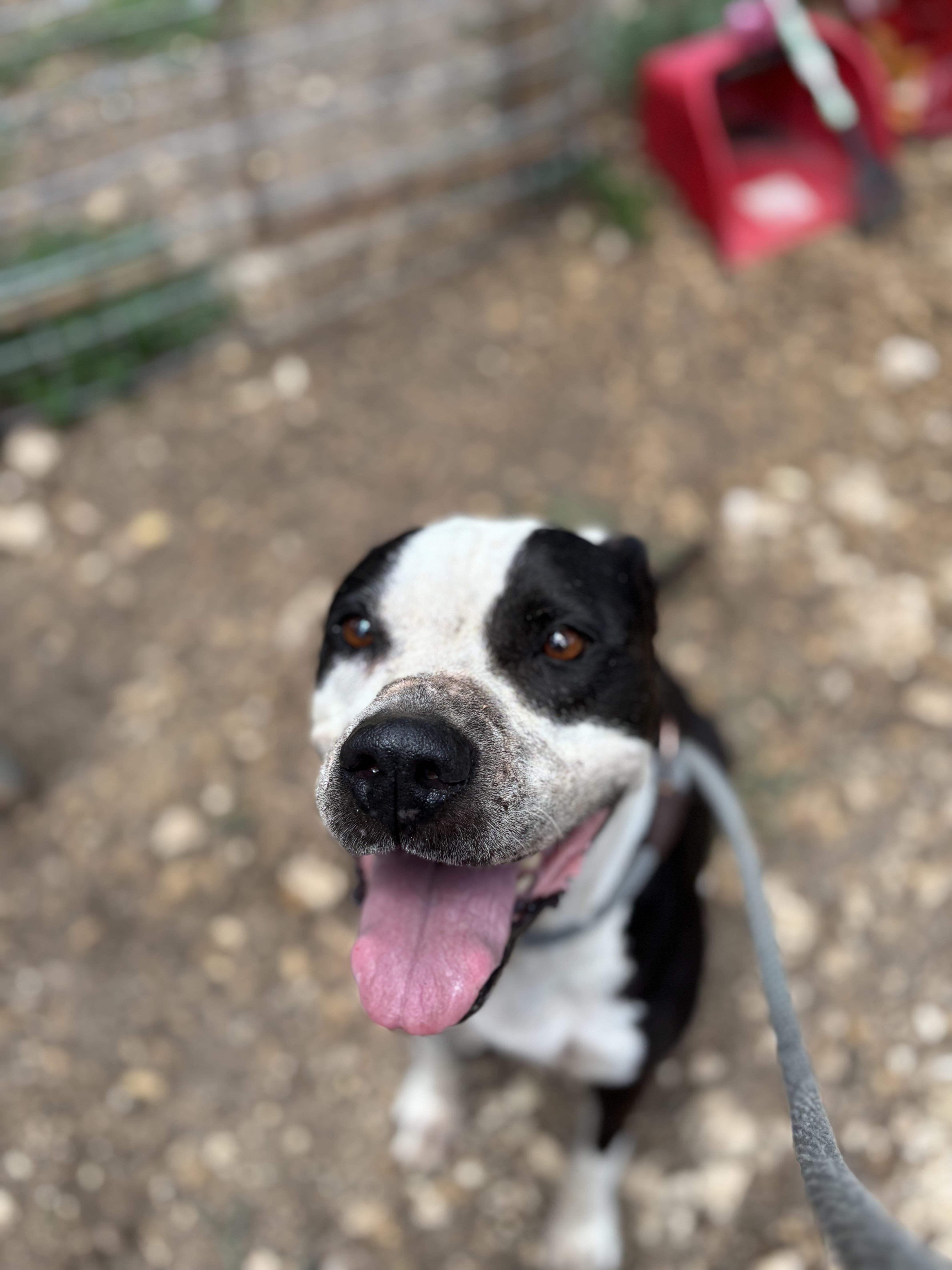 Marilyn, a ADOPTABLE Mixed Breed in Blanco, TX image 4/5