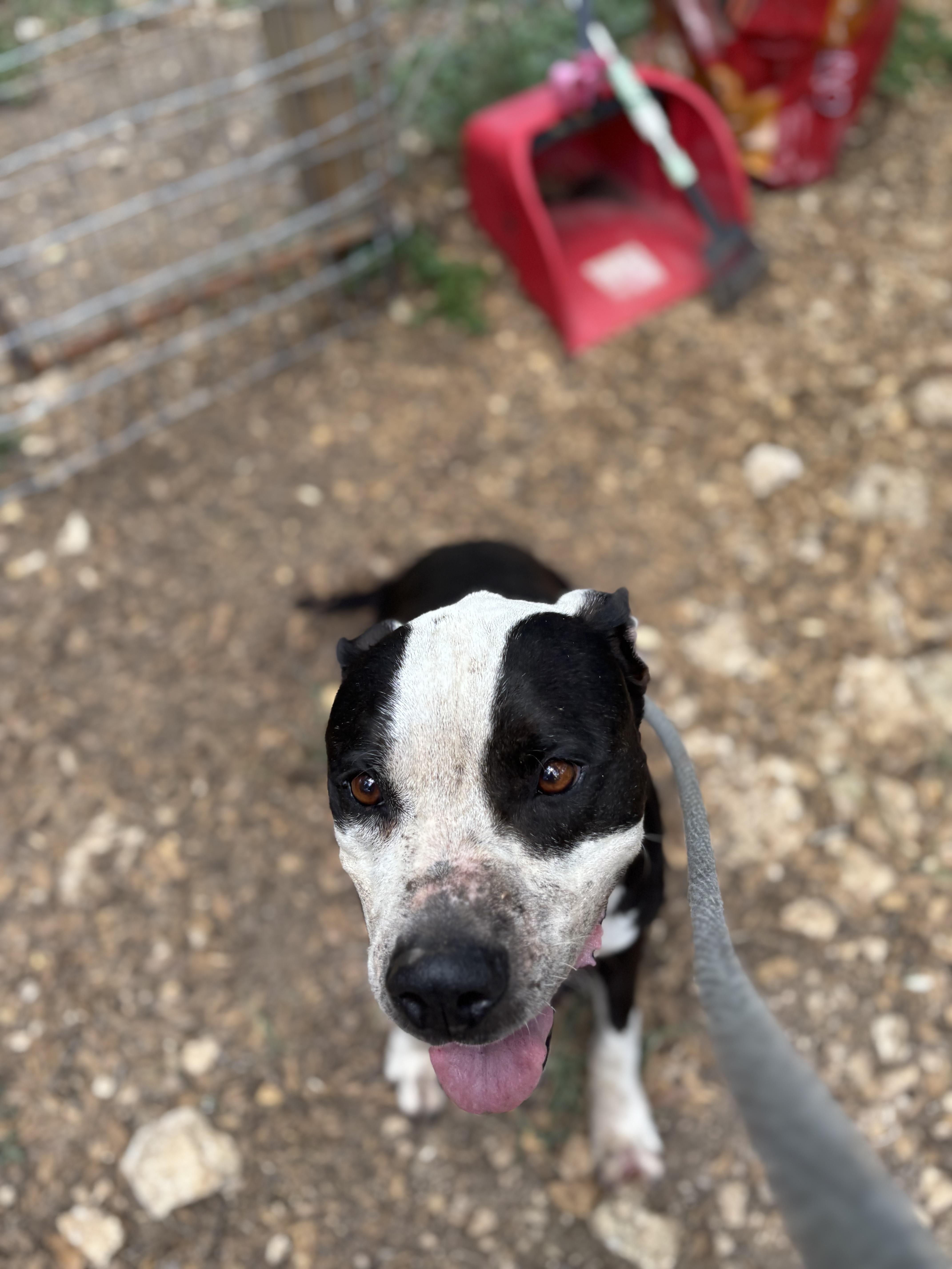 Marilyn, a ADOPTABLE Mixed Breed in Blanco, TX image 3/5