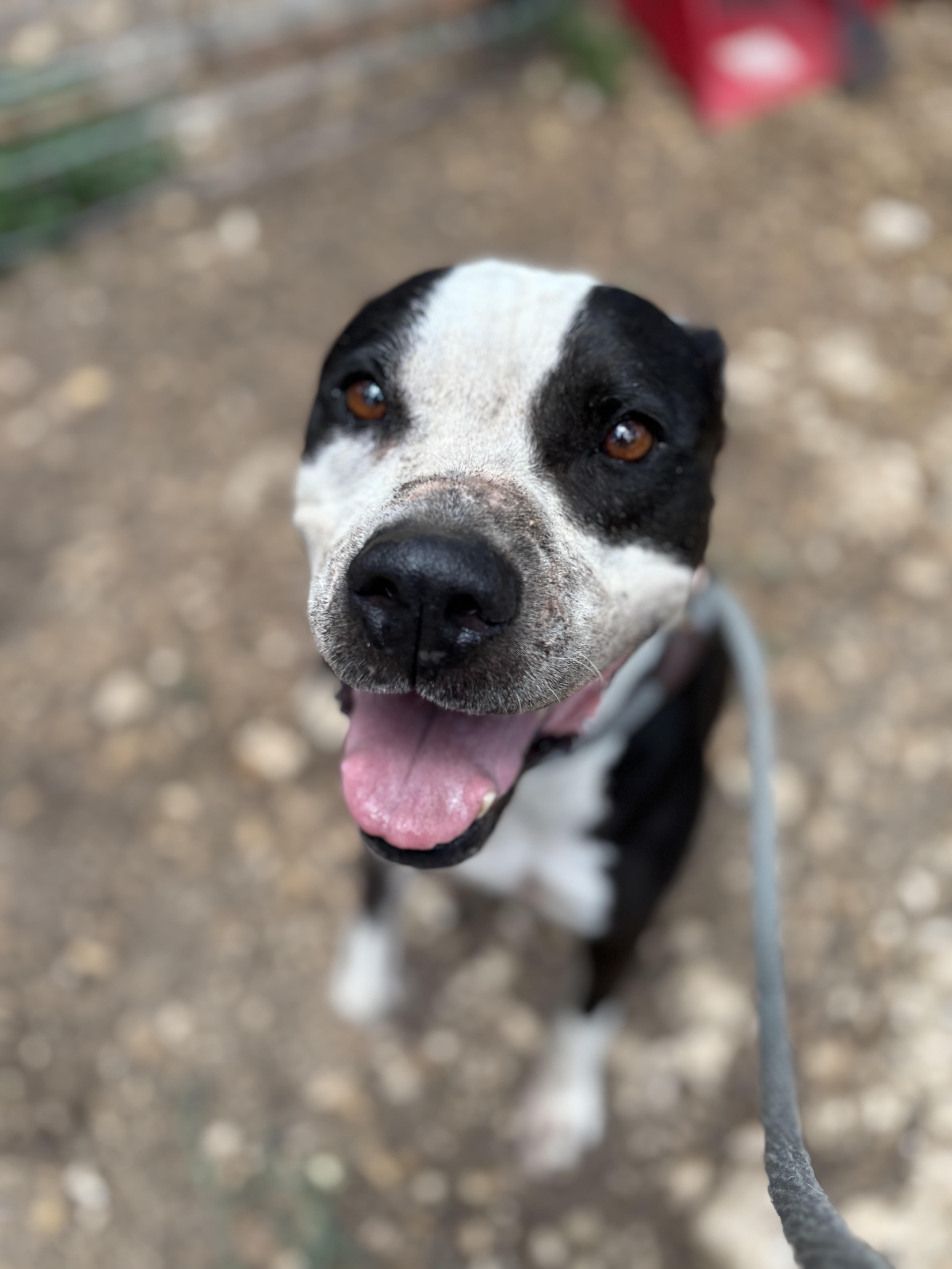 Marilyn, a ADOPTABLE Mixed Breed in Blanco, TX image 2/5
