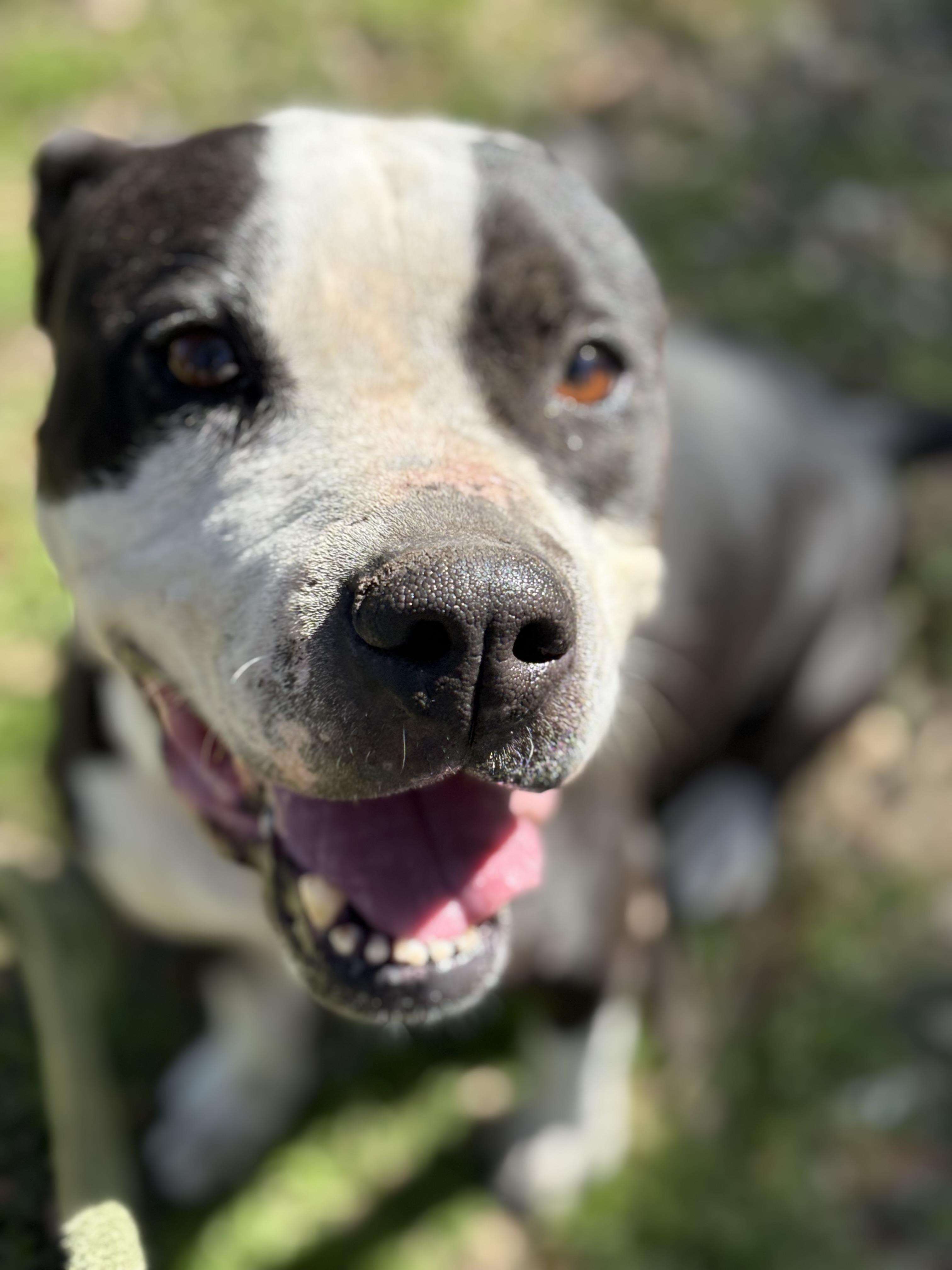 Marilyn, ADOPTABLE, Adult Female Mixed Breed.