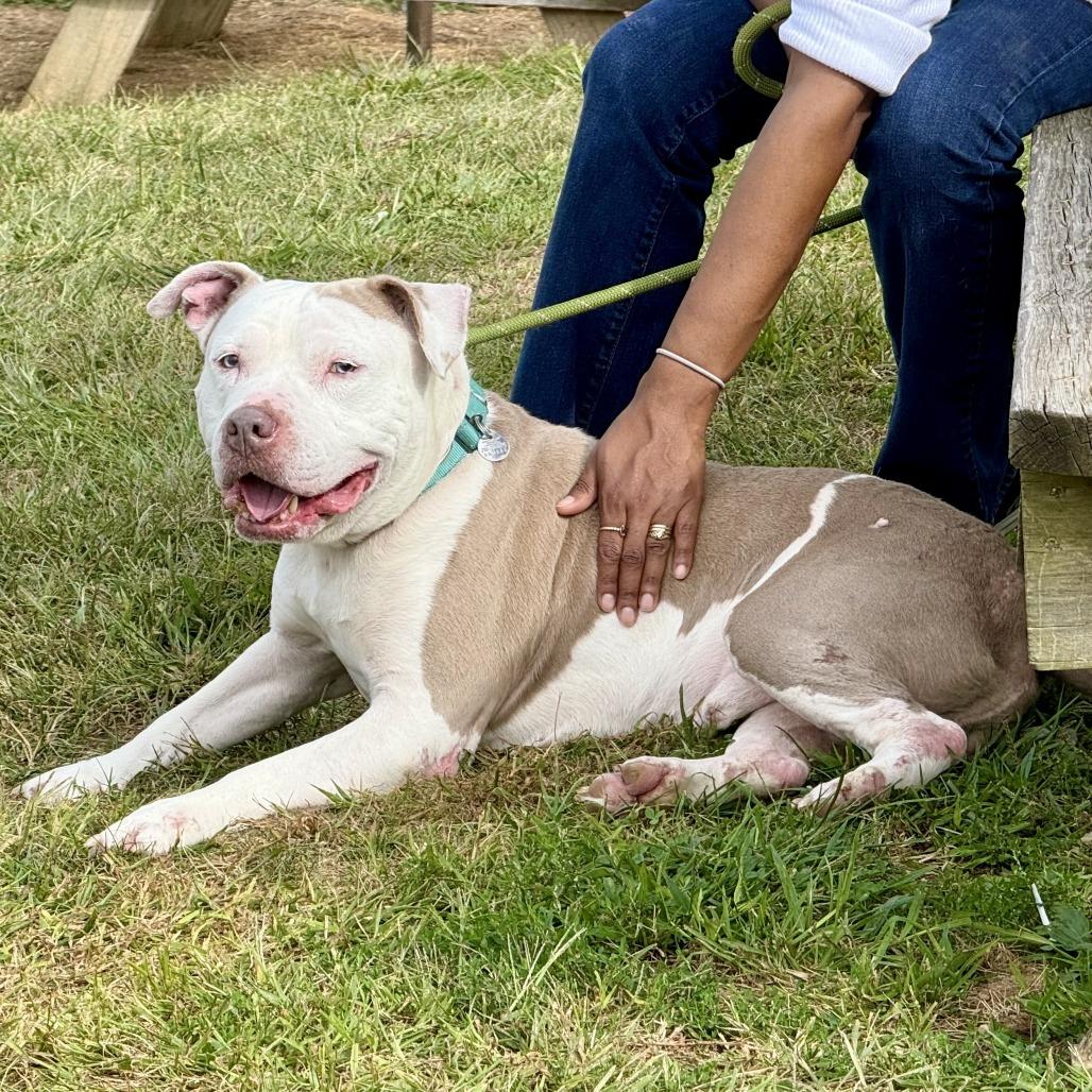 Enlarge Slacky, a Adoptable American Staffordshire Terrier in Marshall, VA image 4/6