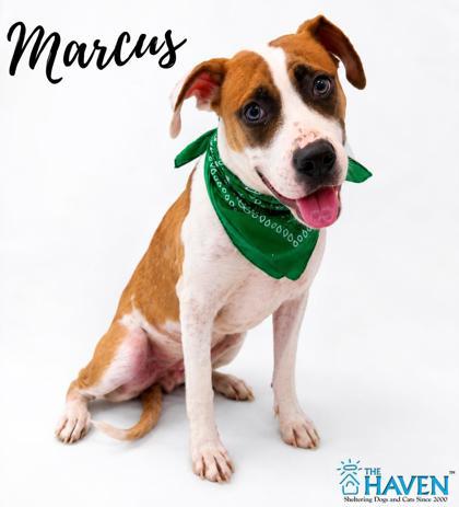 Marcus, Adoptable, Puppy Male Boxer & Mixed Breed.