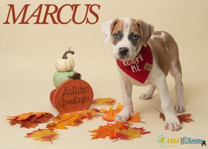Marcus, a Adoptable mixed breed in Fairhope, AL image 2/2