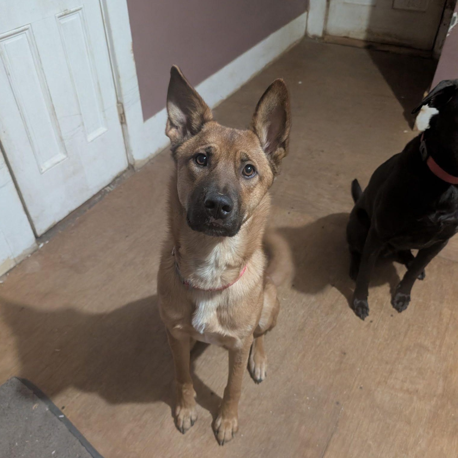 Lena, Adoptable, Young Female German Shepherd Dog.