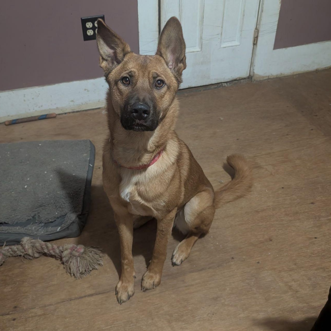 Lena, a Adoptable mixed breed in Weston, MA image 2/3