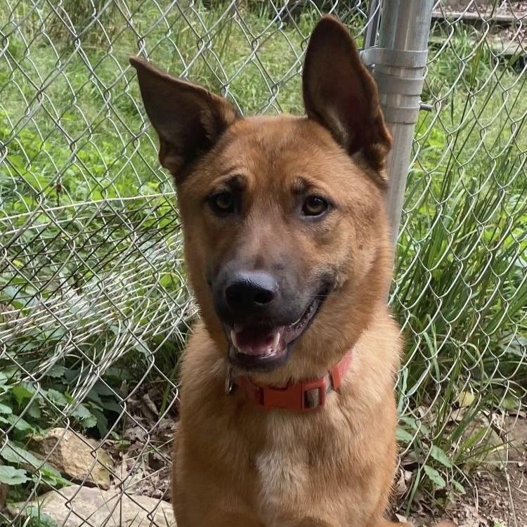 Lena, a Adoptable mixed breed in Weston, MA image 3/3