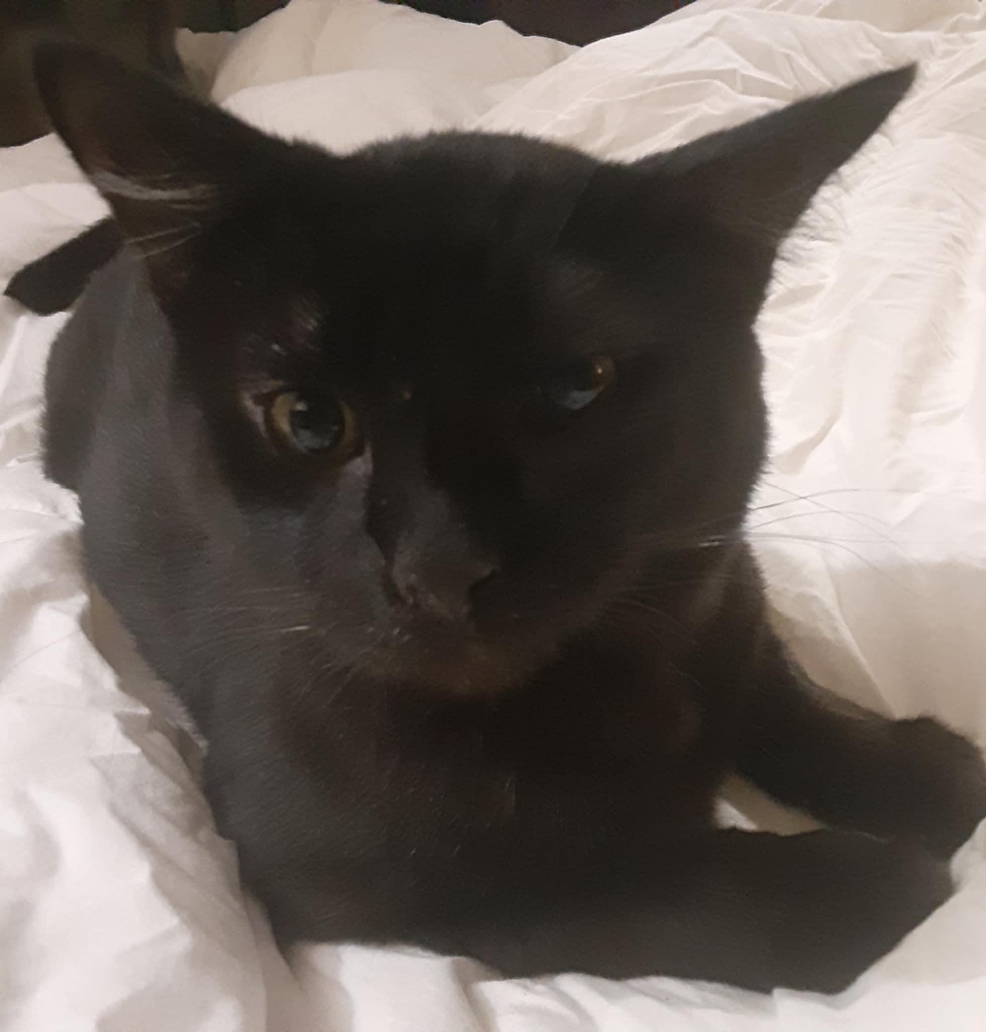 Solo, Adoptable, Adult Male Domestic Short Hair.