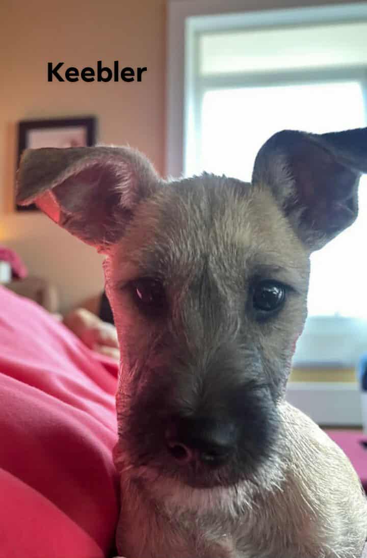 Rango