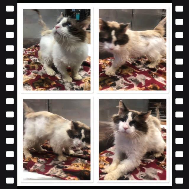 FREDDIE, ADOPTABLE, Adult Male Snowshoe.
