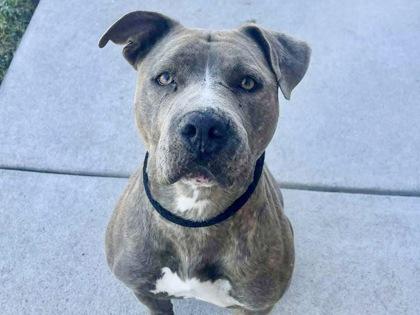 Enlarge Heidi, an adoptable Mixed Breed in Georgetown, TX image 1/1