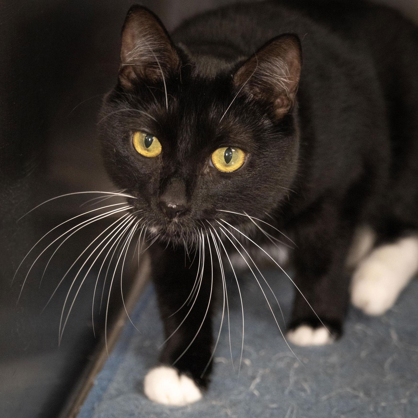 Enlarge Pablo, a Adopted Domestic Short Hair in Wilmington, NC image 1/1